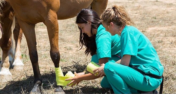 Fixation Animal Healthcare Oem Cohesive Bandage Patterned Wrap Vet Flexible Self Adhesive